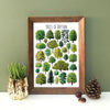 Alexia Claire | Trees of Britain | Postcard | Conscious Craft